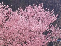 -苏州上方山国家森林公园