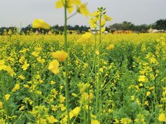 -光明小镇欢乐田园