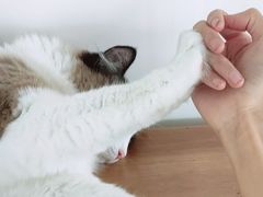 -Catmate·猫肥家润(金润铂宫店)