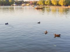 -洛阳市隋唐城遗址植物园