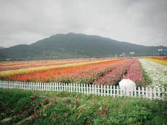 -亚龙湾国际玫瑰谷