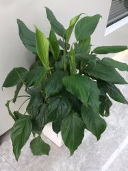 -悟空祛痘·诺奖技术专业店