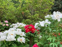 景点-洛阳市牡丹公园