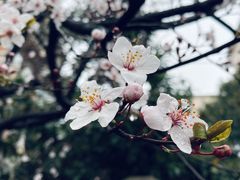 -曲阳花鸟市场(曲阳路店)