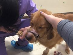 -康旭宠物医院(郑州总院)