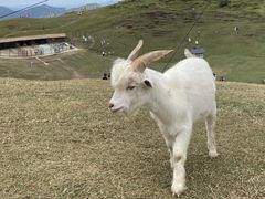 -仰天湖大草原