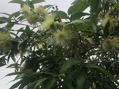 -海珠湖公园