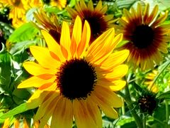 -国家植物园南园