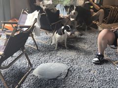 -J Create城市露营咖啡·简餐·宠物(上海动物园店)