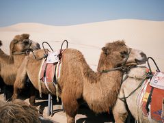 -库伦旗银沙湾旅游景区