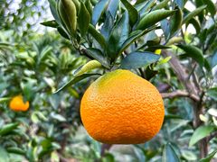 -东山风景区(洞庭东山)