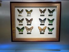 -上海昆虫博物馆