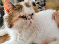 -平行世界·猫咖(首经贸店)