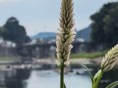 -渔梁坝