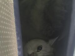 -瑞派福兴宠物医院犬猫全科·骨科·中西医结合(河东店)