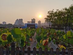 -莲花池公园