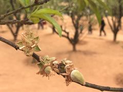 -南国桃园旅游度假区