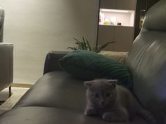 -关爱宠物医院·猫科中心·消化科(滨湖万达分院)