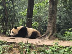 -中国大熊猫保护研究中心雅安碧峰峡基地