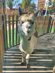 -萌宠亲子动物乐园(槐房万达店)