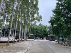 -桉树林A coffee 森林餐厅(三圣乡店)