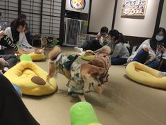 -逗柴咖啡屋·狗咖猫咖宠物桌游