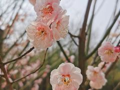 -蜀冈西峰生态公园