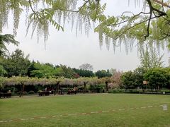 -嘉定紫藤园