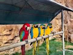 -西霞口神雕山野生动物世界