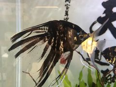 -龟与熊猫宠物公园(南坪店)
