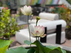 -金尚源SHANG