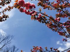 iphone_upload_pic-高东镇樱花园