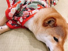 -逗柴咖啡屋·狗咖猫咖宠物桌游