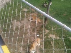 -西霞口神雕山野生动物世界