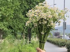 -塘栖枇杷特色园区