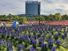 -春花秋色城市公园