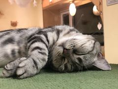 -猫和宫(六道口店)