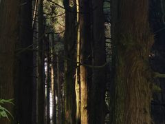 -武陵山森林公园