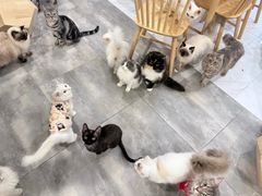 -楼上猫咖(罗湖店)
