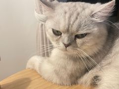 -猫大福·Fortune Cat猫舍(百子湾店)