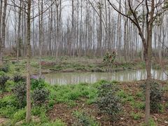 -合肥滨湖国家森林公园