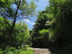 -王顺山国家森林公园