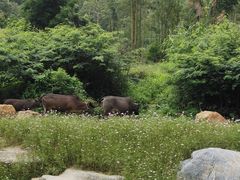 -黄埔油麻山森林公园