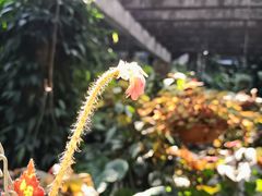-深圳仙湖植物园