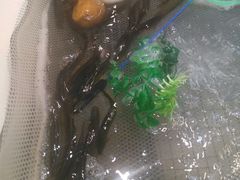 泥鳅-银鲨海鲜烤肉火锅自助餐厅(五星店)