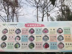 -天适樱花悠乐园