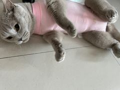 -宠福鑫康馨动物医院·骨科·眼科