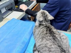 -纳吉亚猫专科动物诊疗中心(蒋宅口分院)