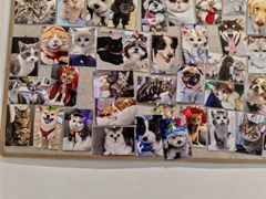 -宠物星动物医院·眼科·异宠·猫科(江南大道总院)