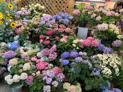-双季花艺园艺市场(浦东店)